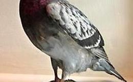 Carrier Pigeon Prompts Rescue of WWII  Airmen Floating in the North Sea, Despite Carrying No Written&nbsp;Message!