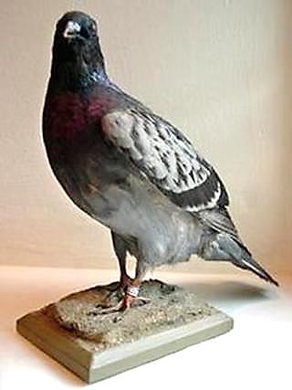 Winkie-carrier-pigeon-WWII.PublicDomain