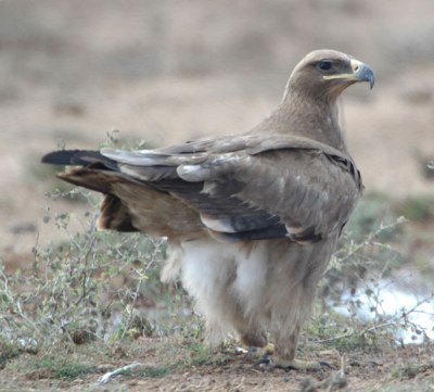 Steppe Eagle (Aquila nipalensis) by Nikhil Devasar