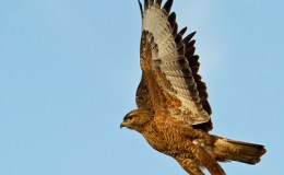 Avian and Attributes –&nbsp;Step