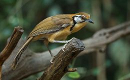 Greater Necklaced Laughingthrush and the&nbsp;Lesser