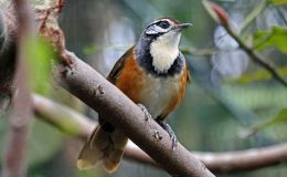 The Locket in the Woods by Emma&nbsp;Foster