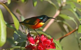 Green-tailed Sunbird – Wordless&nbsp;Bird