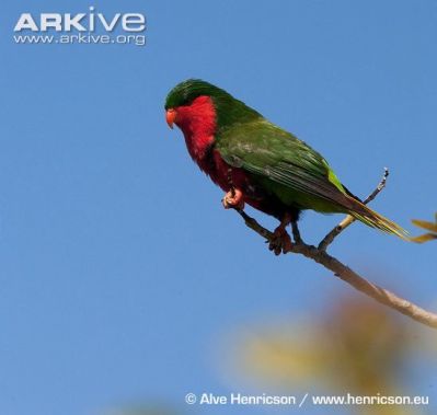 Stephen's Lorikeet (Vini stepheni) ©PInteest