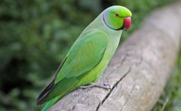 Birdman of Chennai India –&nbsp;BBC