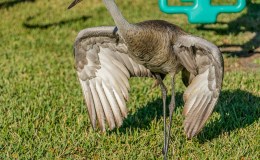 Rabbit Chasing Sandhill&nbsp;Crane