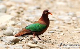 Avian and Attributes –&nbsp;Stephen