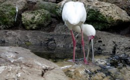 Unique Feeding Of The&nbsp;Spoonbills