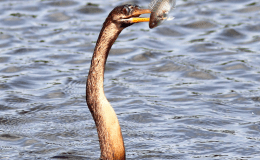 Of Cormorants and&nbsp;Anhingas