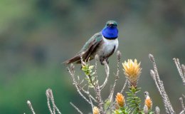 World Birds I.O.C. Version 9.2 Part&nbsp;II