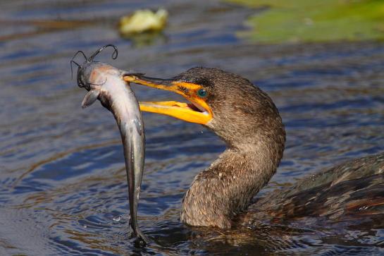 Cormorant-Doublecrested-fishing.Bruce-J-Robinson-photo