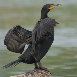 Cormorant-Doublecrested.Wikipedia