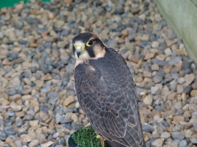 Barbery Falcon now Perregrine Falcon ©Drew Avery