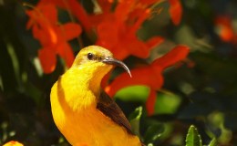 I.O.C. 9.2 Update A Few Days&nbsp;Ago