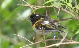 Avian And Attributes –&nbsp;Stitch