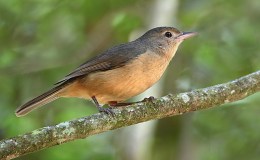 IOC Version 9.2- Name Changes – Part&nbsp;III