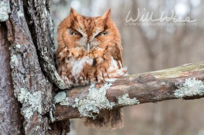Eastern Screech Owl (Megascops asio) ©williamwisephoto.com