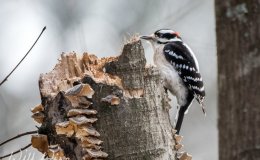 Meet Another New Photographer – William&nbsp;Wise