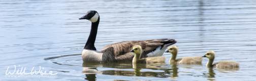 Canada Goose (Branta canadensis) ©WilliamWisePhotography.com