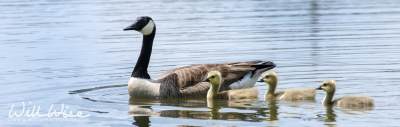 Canada Goose (Branta canadensis) ©WilliamWisePhotography.com