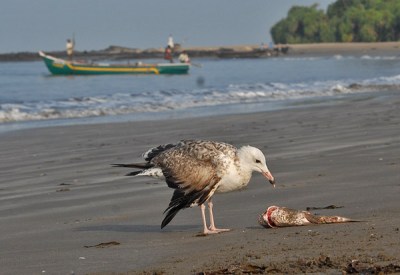 Lesser Black-backed Gull (Larus fuscus) ©