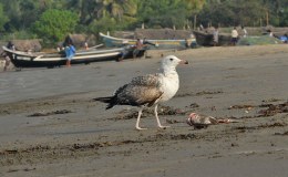 World’s Fastest Seagull