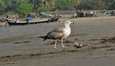 Lesser Black-backed Gull (Larus fuscus) (Heuglin's)