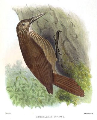 Strong-billed Woodcreeper (Xiphocolaptes promeropirhynchus) ©Drawingi WikiC