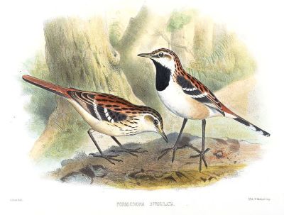 Stripe-backed Antbird (Myrmorchilus strigilatus) ©Drawing WikiC