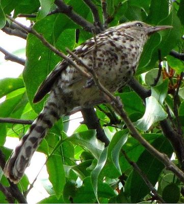Stripe-backed Wren (Campylorhynchus nuchalis) ©WikiC