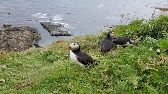 Puffins-Staffa.Mull-n-IonaRangerService