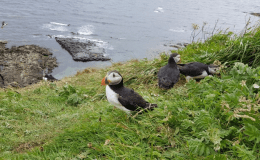 Birdwatching at Staffa:  Puffins, Shags, &&nbsp;more