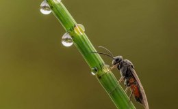 Who Provides For The&nbsp;Sawfly?