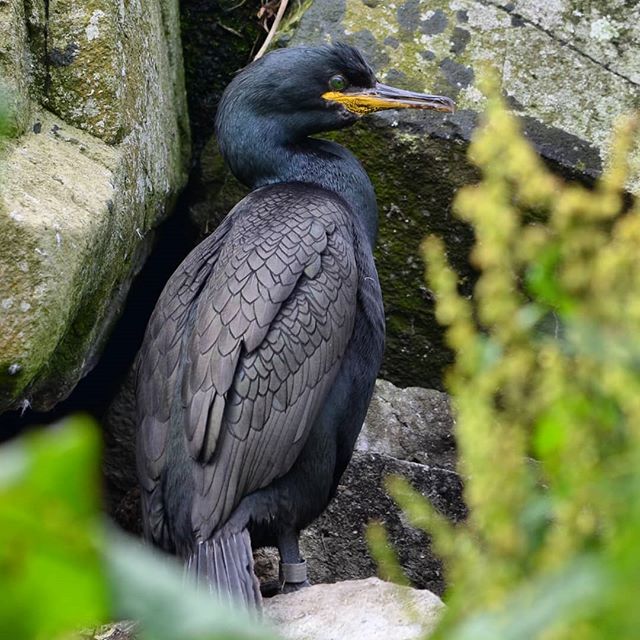 Shag-Staffa.PublicInsta-[hoto