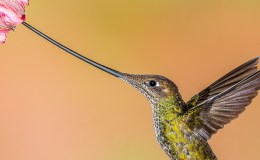 George, The Hummingbird