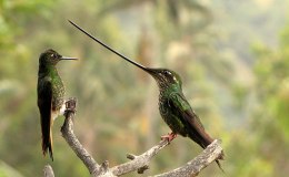 Avian and Attributes –&nbsp;Sword