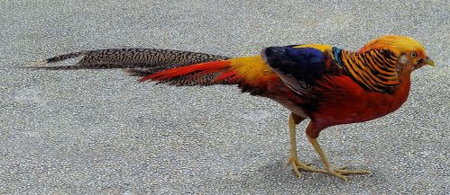 Golden Pheasant (Chrysolophus pictus) Walking ©WikiC