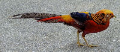 Golden Pheasant (Chrysolophus pictus) Walking ©WikiC