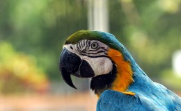 Artistic Work In Birds –&nbsp;Introduction