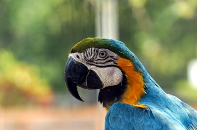 MaCaw by Dan at Gatorland