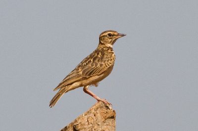 Sun Lark (Galerida modesta)