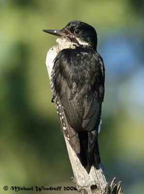 Black-backed Woodpecker ©Flicker Michael Woodruff
