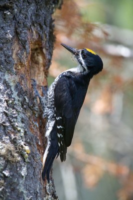 Black-backed Woodpecker (Picoides arcticus) by Ian