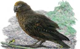 Now That’s A Parrot –&nbsp;Squawkzilla