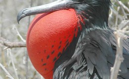 Artistic Birds –&nbsp;Frigatebirds