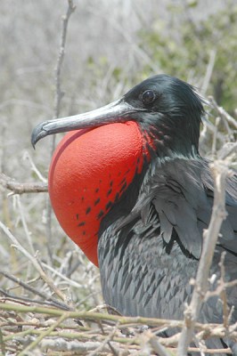 Magnificent Frigatebird (Fregata magnificens) ©WikiC