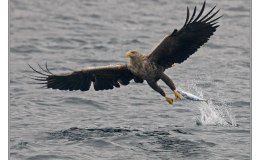 Ian’s Bird of the Moment – White-tailed (Sea)&nbsp;Eagles