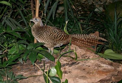 Lady Amherst's Pheasant (Chrysolophus amherstiae) Female ©WikiC