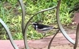 Our Missionaries – African Pied&nbsp;Wagtail