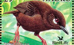 Avian and Attributes – Teardrop&nbsp;White-eye